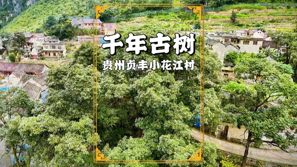 世界第一高橋下的布依村寨，寨中有棵千年古樹(shù)，被當(dāng)?shù)厝朔Q為神樹(shù)