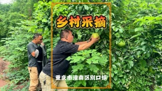 國(guó)慶游重慶，在潼南鄉(xiāng)村采摘蜜柚，果香彌漫，充滿樂趣