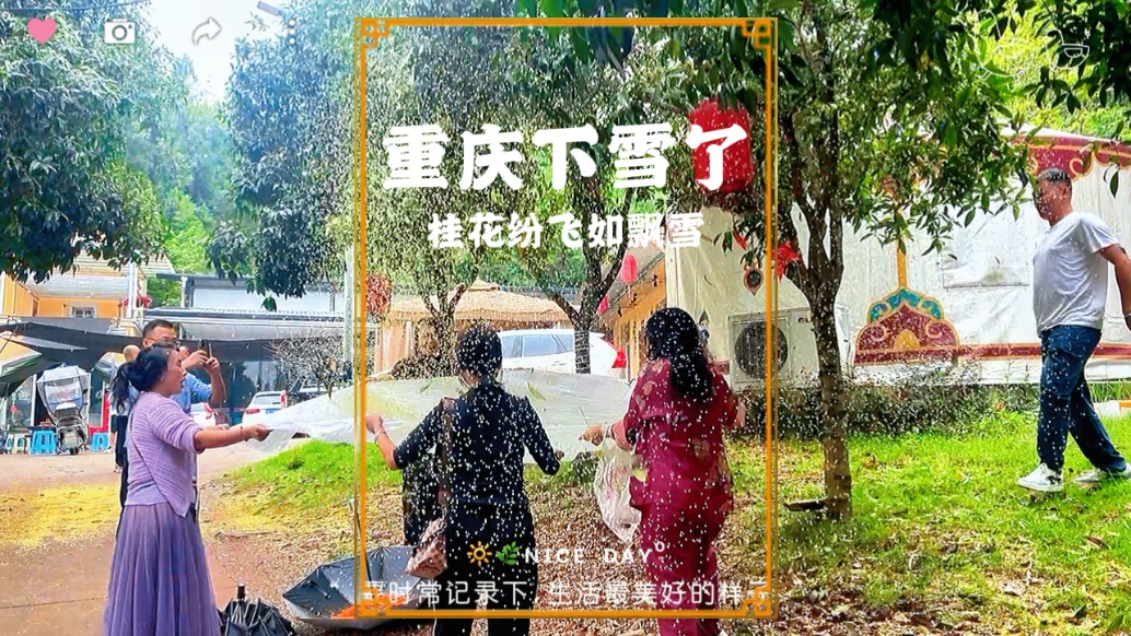 重慶下雪啦！滿街桂花飄香，有人搖樹接花，花朵如同下雪一般