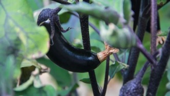 【石榴花開·籽籽同心】阿里人菜籃子變遷：從“老三樣”到“蔬果豐”