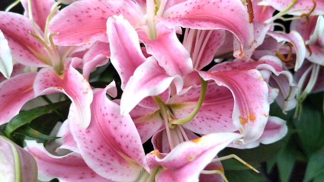 讓每一朵鮮花，都為你添彩……