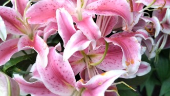 讓每一朵鮮花，都為你添彩……