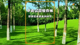 重慶中央公園銀杏林，碧草如茵葉已微黃，似在醞釀一場金色的浪漫