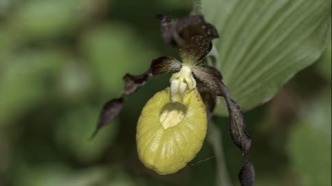 蘭花：拿來(lái)吧你！昆蟲：為我發(fā)聲...... | 科學(xué)世界