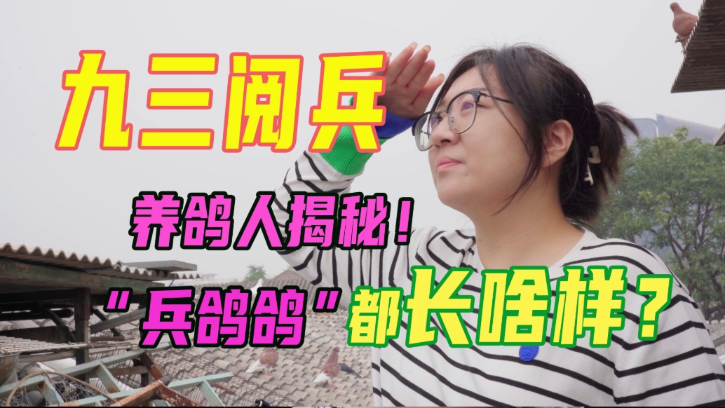 “給鴿子開會上熱搜,還有一只沒回來”