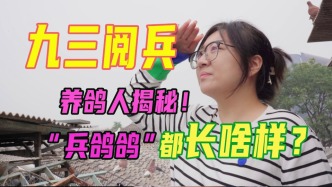 “給鴿子開會上熱搜，還有一只沒回來”