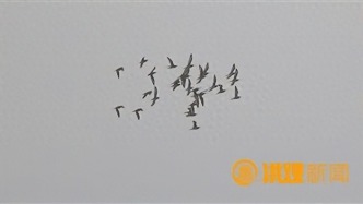 南磯濕地迎來冬候鳥“先遣隊”