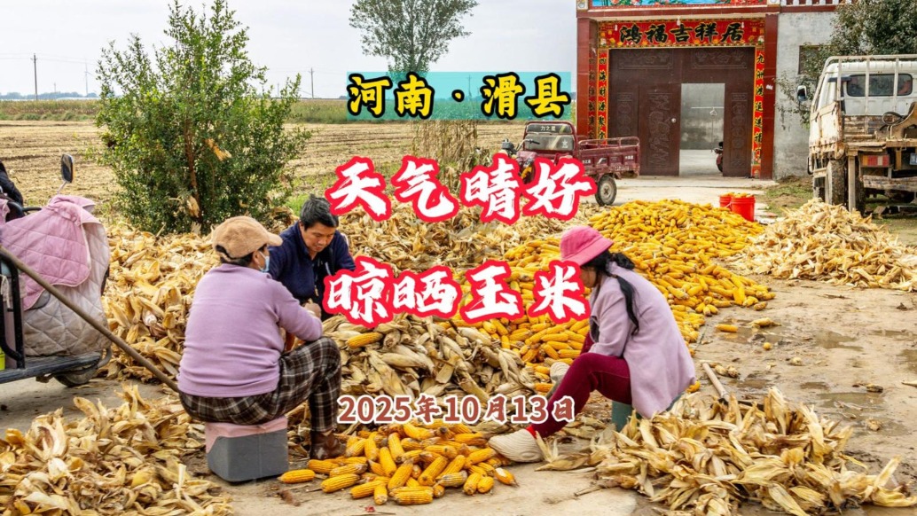 雨過(guò)天晴 晾曬玉米丨河南滑縣