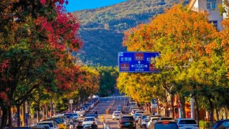 配色絕了！泰安“秋日頂流”正在這條道路上演！再不打卡就虧大咯~