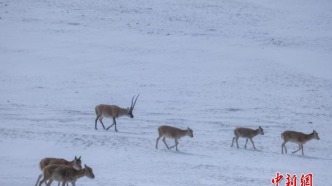 藏羚羊群高原覓食展現(xiàn)西藏生態(tài)之美