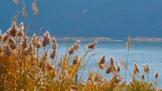 如何不“悲秋”？在烏魯木齊處濕地，放松一點