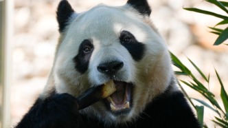 吃肉不香嗎？熊貓有食肉腸胃，為什么只愛啃竹子