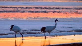 你好，這是東營的“秋秋”號