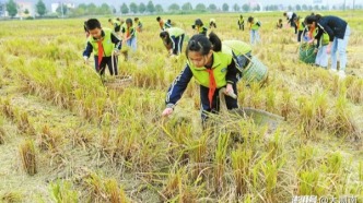 邵陽洞口縣竹市鎮(zhèn)中心小學(xué)：撿拾稻穗，愛糧惜糧