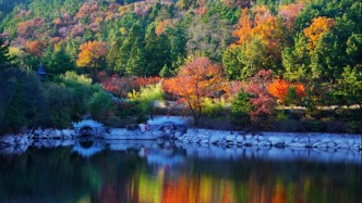 拾一片紅葉，藏一季秋光，共賞威海秋日限定美景