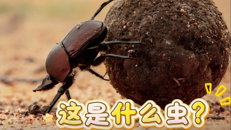 這是什么蟲？| 科學(xué)世界·自然