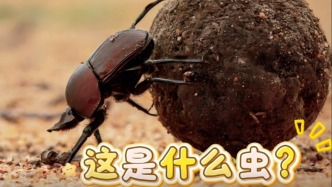 這是什么蟲(chóng)？| 科學(xué)世界·自然