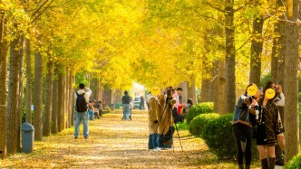 玩轉(zhuǎn)秋天！煙臺好玩程度超出想象！