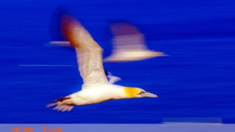 “天才”與“瘋子”的雙生樣本：蔣凡向左，無招向右