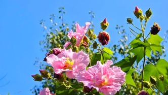 秋天，成都市花芙蓉開(kāi)