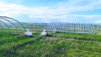 極端干旱可能導(dǎo)致全球草原和灌叢生態(tài)系統(tǒng)崩潰