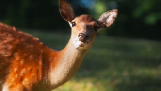 鹿鳴東豐：一場跨越百年的溫柔回響