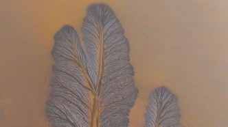 錢塘江退潮后浮現(xiàn) “潮汐樹” 景觀，栩栩如生，脈絡(luò)縱橫交錯，似是自然繪就的神秘紋