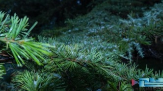 一簾雪色漫萃英，暖廊裹絨迎冬臨