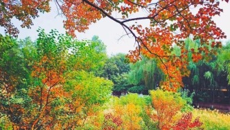 秋色如畫，邂逅濟南園博園的斑斕盛宴