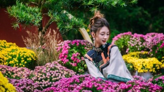 四川西昌：菊花爭相盛放