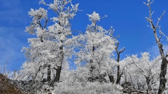 吉林蛟河西土山現(xiàn)高山霧凇奇觀 千米峰巒繪冬日畫(huà)卷