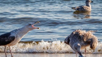 反直覺(jué)商業(yè)觀察：千億外賣戰(zhàn)沒(méi)有輸家