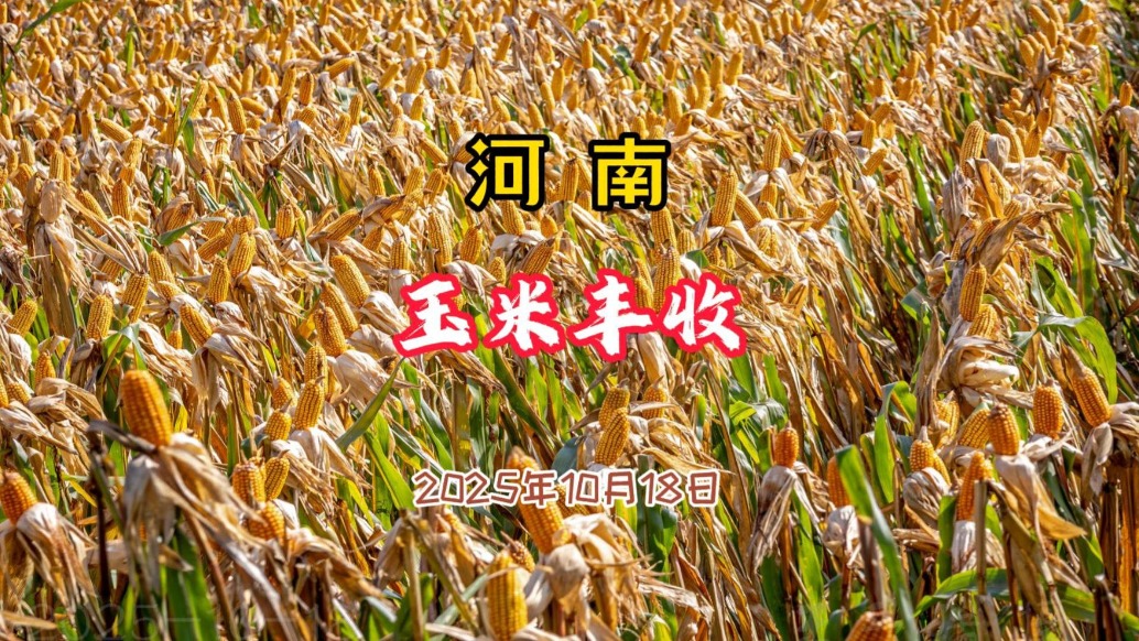 河南玉米豐收了