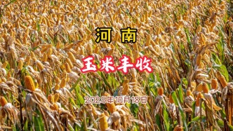 河南玉米豐收了