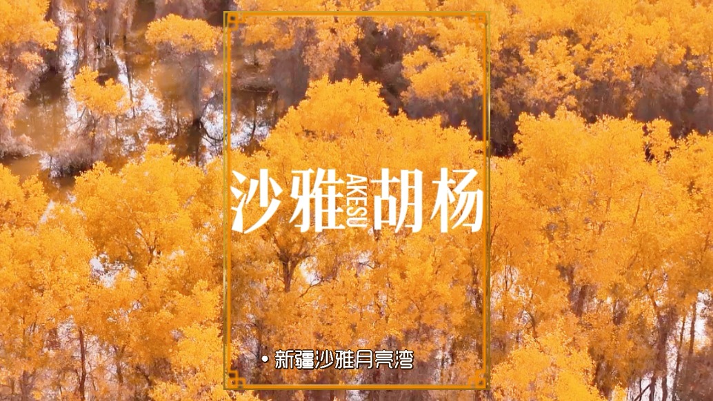 实拍阿克苏沙雅县月亮湾，胡杨已经一片金黄，航拍画面美如画卷