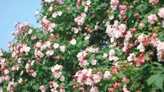 長沙秋季頂流花海攻略！第一個就心動了～