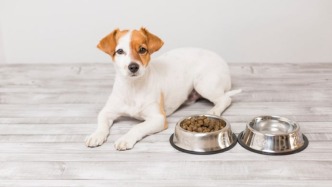 寵物市場(chǎng)進(jìn)入“混戰(zhàn)”階段