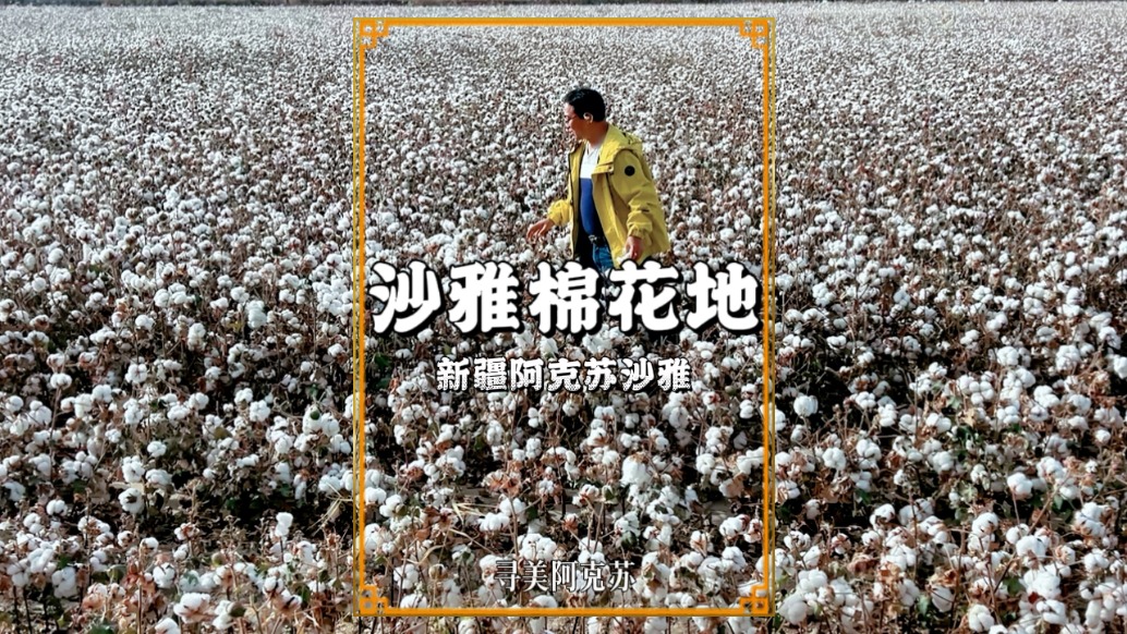 寻美阿克苏，走进沙雅棉花地，让我们近距离感受新疆棉的震撼