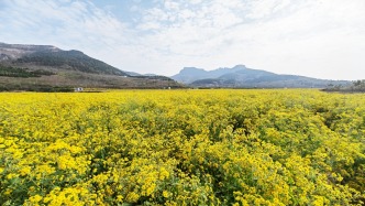 神秀谷百畝菊海10.26開綻，免費入園、藥膳狂歡、秋日玩法全解鎖！