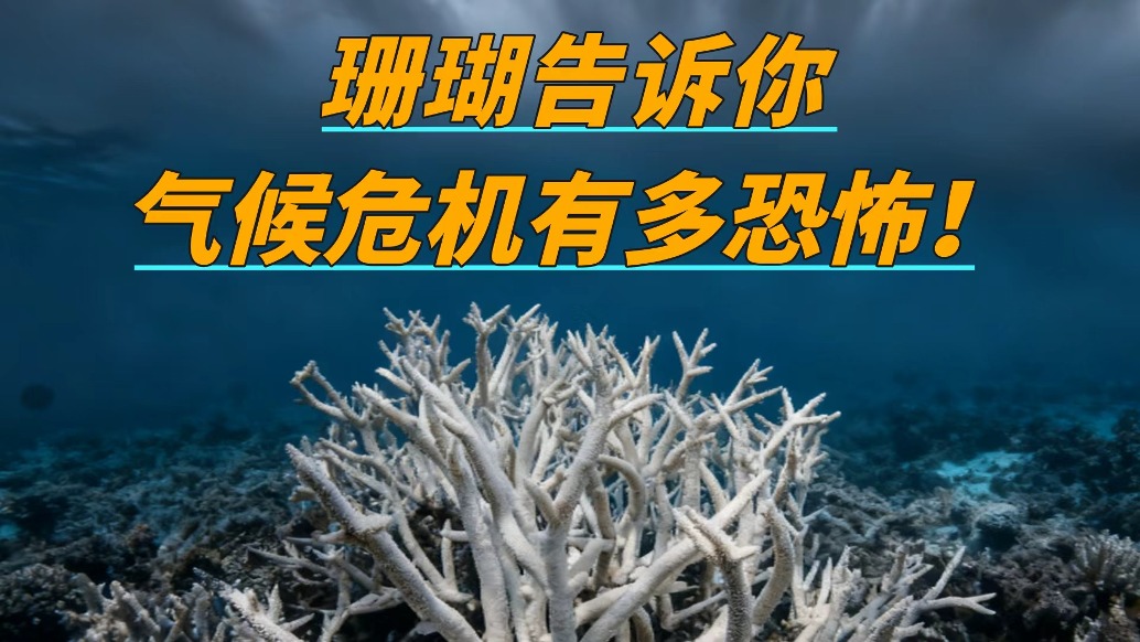 氣候危機有多恐怖？珊瑚白化背后，是地球生態崩潰的前奏