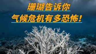 氣候危機有多恐怖？珊瑚白化背后，是地球生態崩潰的前奏