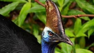 名為“火雞“的現(xiàn)代恐龍，戴“頭盔”持“刺刀”，戰(zhàn)斗力逆天！