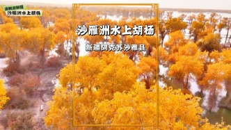 中國秋色天花板，沙雁洲水上胡楊林，滿目金色胡楊，景致如詩如畫