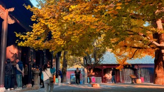 報告！靈巖寺景區(qū)千年銀杏已經(jīng)開始金黃！