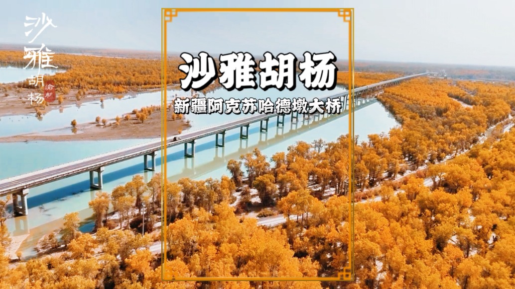 尋美阿克蘇，路過塔里木河上的沙雅哈德墩大橋，橋兩側如金色海洋
