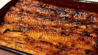 鰻魚(yú)飯為啥那么貴？因?yàn)轹狋~(yú)的一生比你想的還傳奇