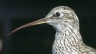 又一物種宣布滅絕！美麗舞者永別天空