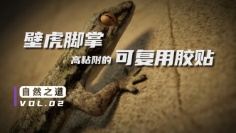 能產生125公斤吸力！壁虎腳掌究竟有什么“黑科技”？