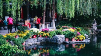 盛大啟幕！一年一度的金秋菊展，精彩搶先看！