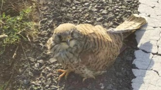 馬路邊蹲著只“小家伙”，身份不一般！接下來的一幕很暖心……